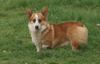 Étalon Welsh Corgi Pembroke - Césario Les étangs de magrignane