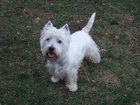 Étalon West Highland White Terrier - Doogy de la Manade d'Ecosse
