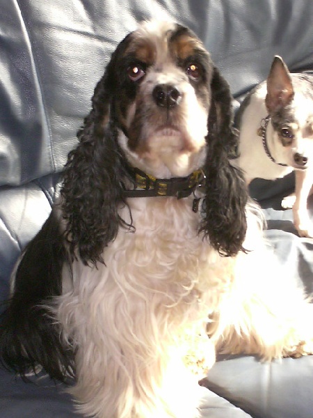 Publication : au regard d'Ange Auteur : moi