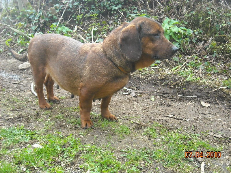 CH. Baklava De ladelazolle