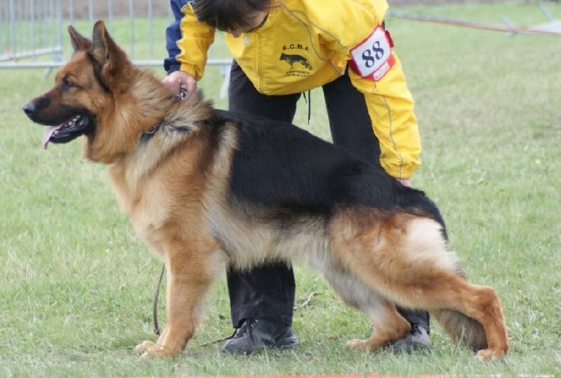 Cook Des servants de cernunnos