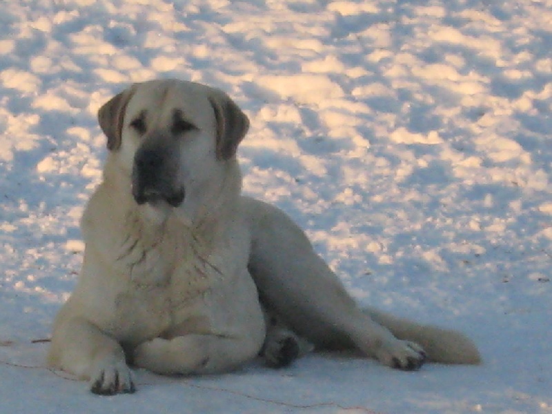 Publication : Aslanda Goutte Noire 