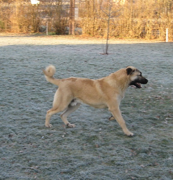 Publication : Aslanda Goutte Noire Auteur : Ertas