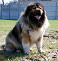 CH. Bajer duma zefira