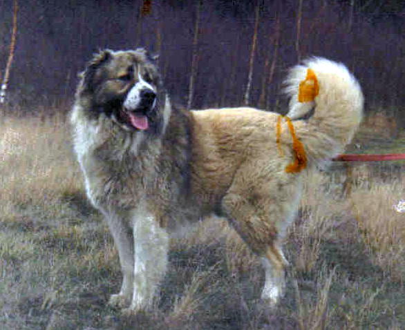 Szarkan (Sans Affixe)