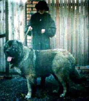 CH. Adolf akbar (Sans Affixe)