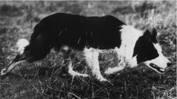 CH. wiston Cap isds 31154