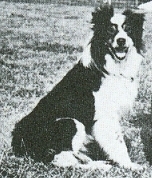 CH. Mirk isds 52844 (Sans Affixe)