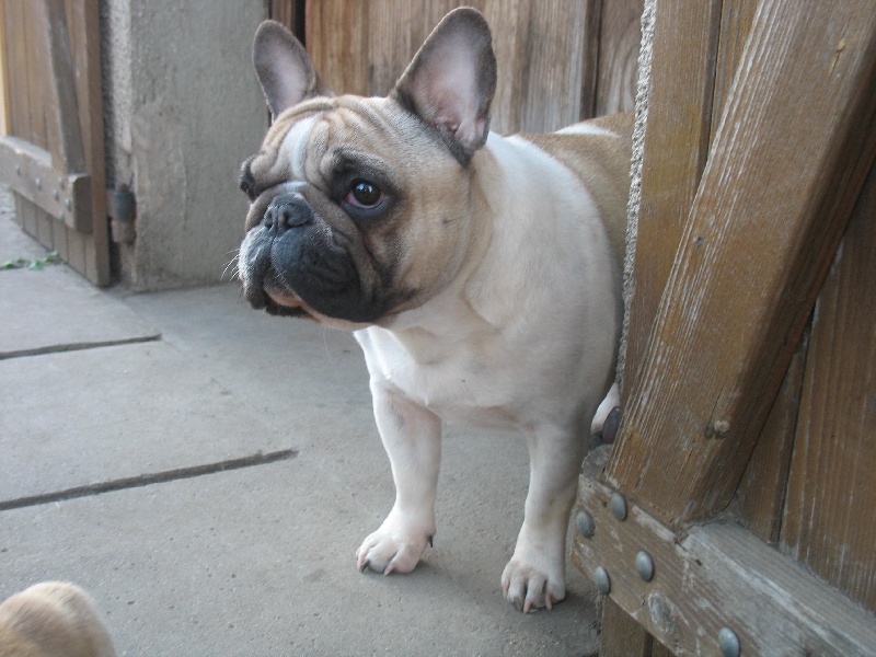 Publication : de belle gueule d'amour