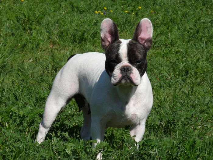 Delia du Hogan des Vents