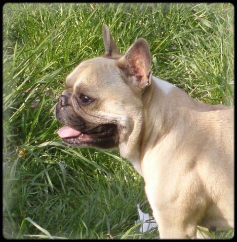 Publication : du clocher de fée Mélusine Auteur : LM