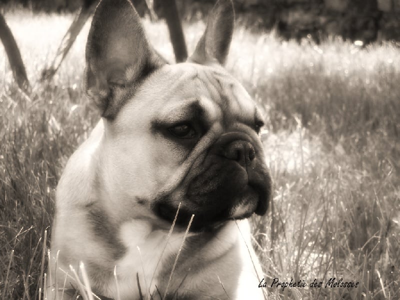 Dione des Anges de la Coutellerie