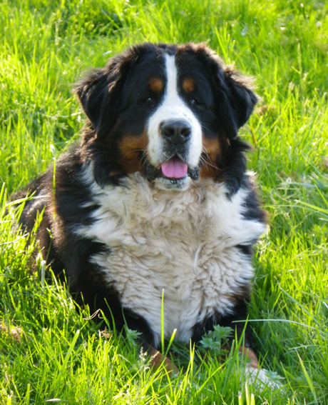 Publication : des Légendes Féeriques Auteur : des Légendes Féeriques