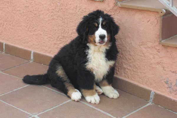 Publication : del Culebre