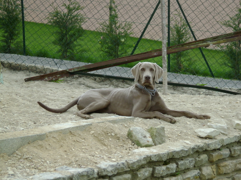 Elko du Champ de la Galante