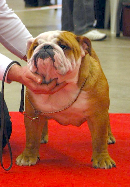 Everstone de l'emblème des molosses