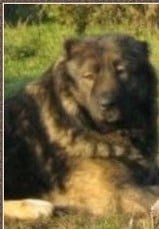 Balbina furia rajton bost