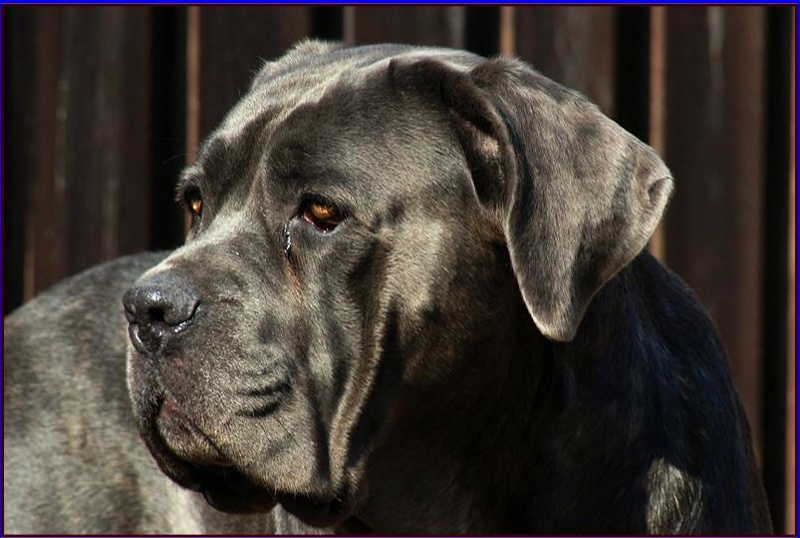 Publication : Amico Della Gente Auteur : Herman Boosten