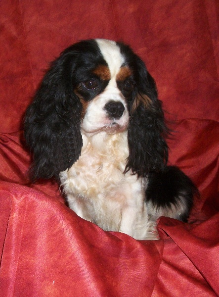 Bridget jones De castel peyrac