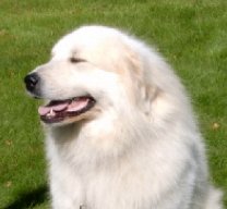 CH. pyrzillac's Tacheron