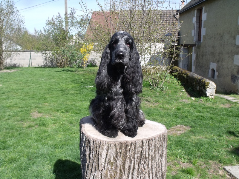 Calamity jane des Terres de Jal