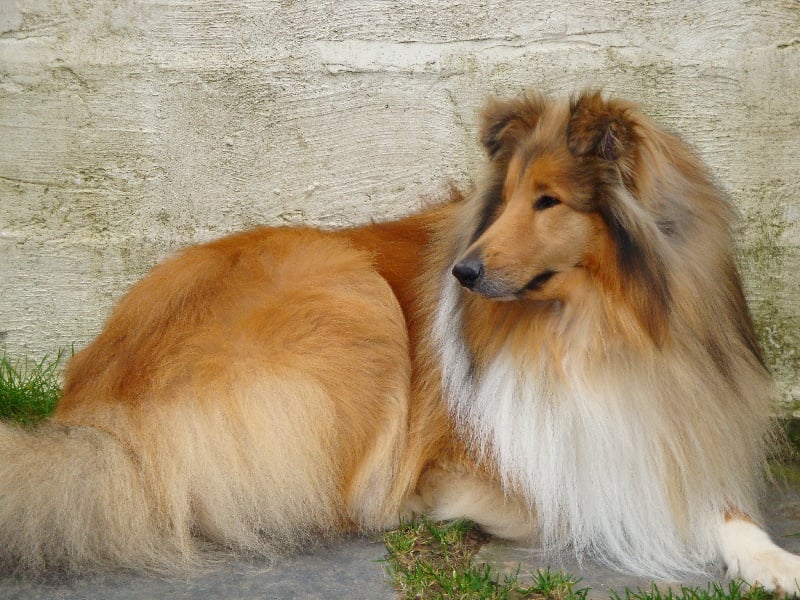 Publication : My Lovely Shadow Auteur : DENEUMOUSTIER MAGUY