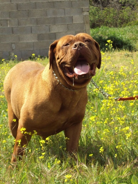 Dora du domaine de Couroules