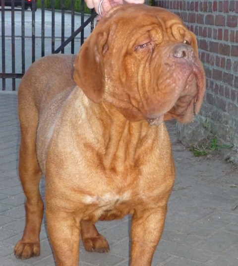 Publication : of red and brindle 