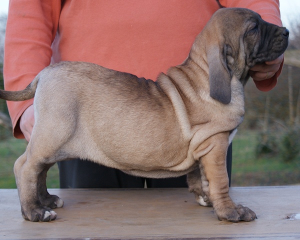 Publication : of red and brindle