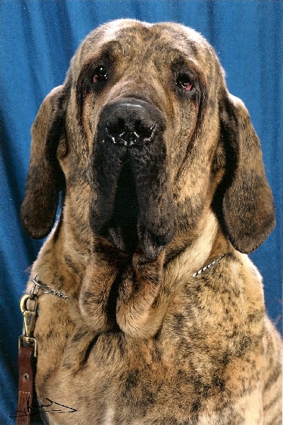 Huaino of red and brindle