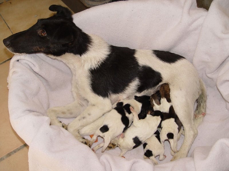 Publication : du Maillet de Christopher 