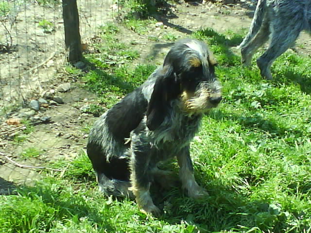 Publication : des hauts de bogues Auteur : P.V