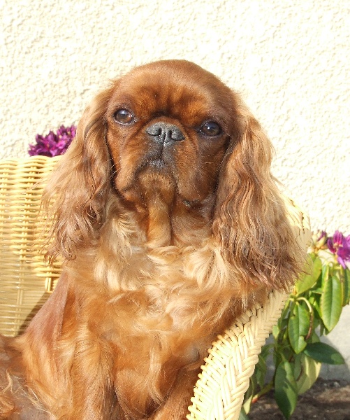 CH. Daliana lina ti king des Cavaliers D'Albion