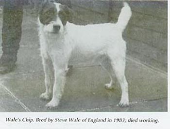 Foxmoor Chip (S.Wale)