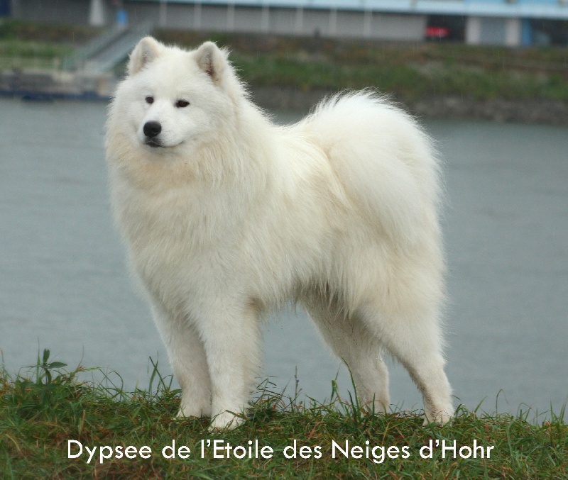 Dypsee de l'Etoile des Neiges d'Hohr