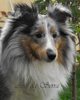 Publication : d'Ares da Serra