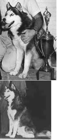 CH. Monadnock's Dmitri