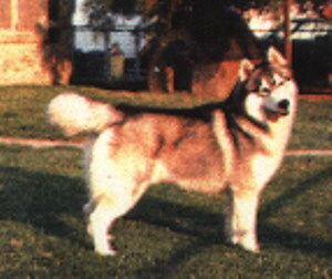 CH. Alcinta's Winterhawk