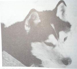 alaskan's Nicolai of anadyr ii