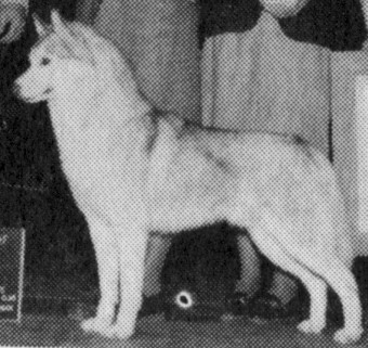 CH. Innisfree's Return engagement