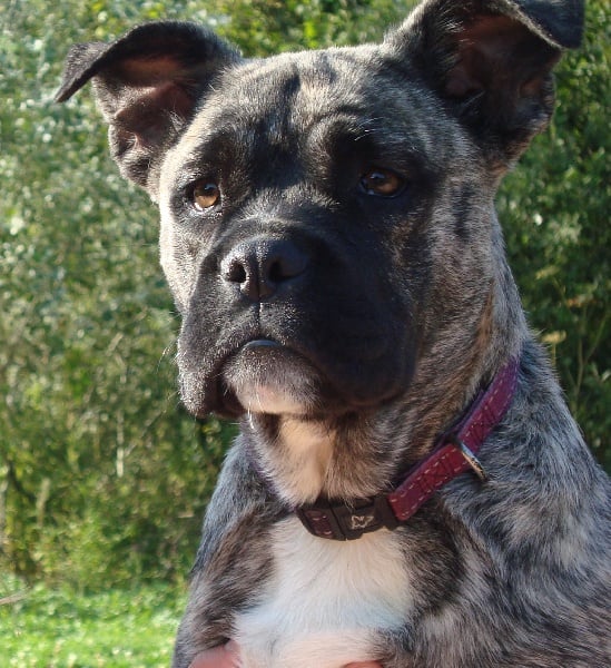 Publication : Des molosses de celebra