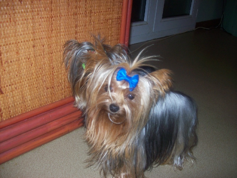 Briseis Du temple des 7 merveilles