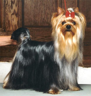 Publication : Debonaire's