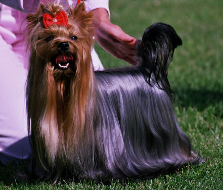 CH. Debonaire's Discovery