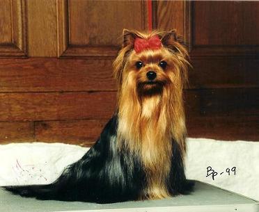 CH. Debonaire's Love edition