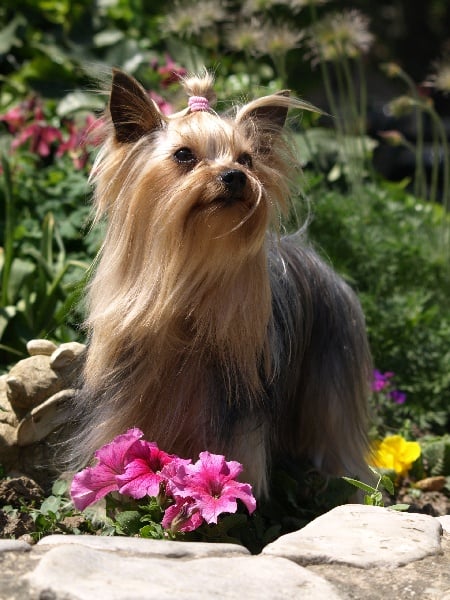 Abba Du mont vermeil