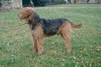 Étalon Airedale Terrier - Ugolin du Coteau Des Levriers