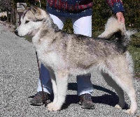 Étalon Alaskan Malamute - Déméter okkomut des rives du haut Verdon