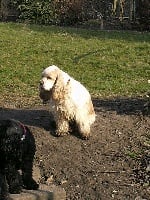 Étalon American Cocker Spaniel - Dakota au regard d'Ange
