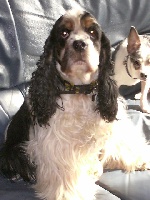 Étalon American Cocker Spaniel - Beardye au regard d'Ange